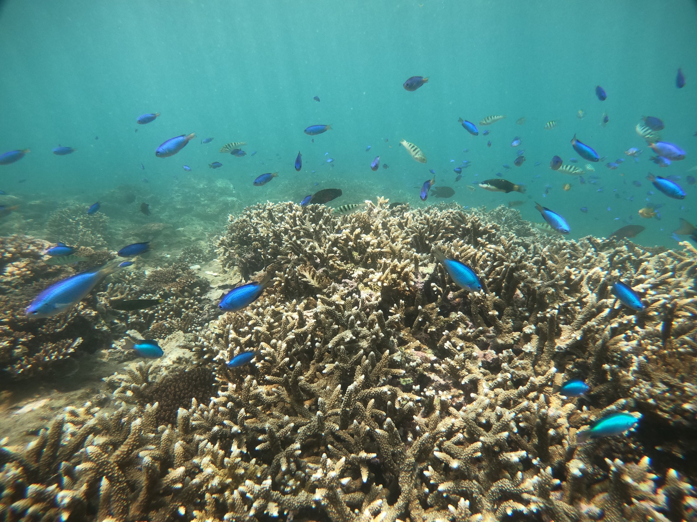 澎湖旅遊-專業浮潛